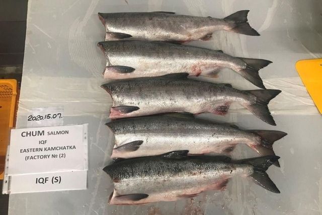 frozen salmon - Image 1
