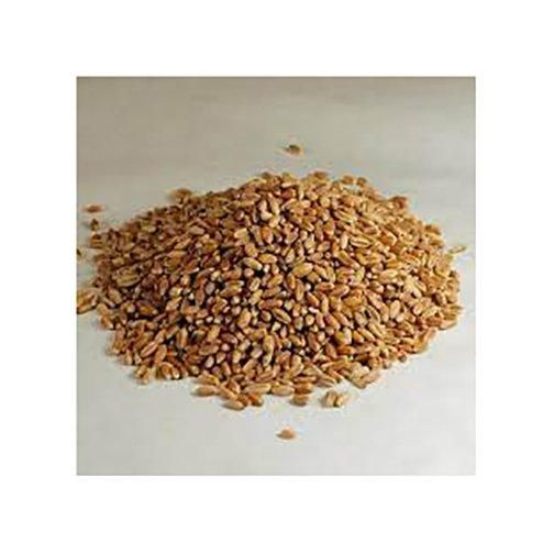 Food Processing Raw Material Hard Wheat Grains Fast Delivery Bulk Sale Hard Wheat Grains Carefully Selected for Wholesale - Image 1
