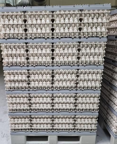 Fresh Class A Chicken/Hen Shell Eggs - Image 4