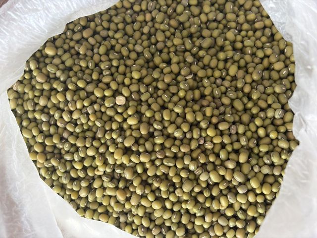 Green Mung Beans 2.8+ mm Polished, Whole Vigna Radiata, Bulk Wholesale, Uzbekistan, Crop 2026 – product photo 4, product detail gallery