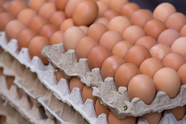 Fresh Frozen & Cooked Chicken Table Eggs with Brown and White Shells From UK - Image 5