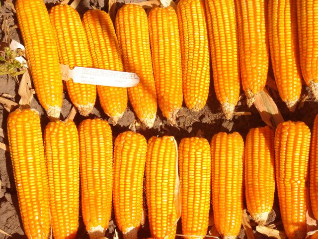 Yellow Corn For Human Consumption Yellow Corn Maize For Animal Feed White Corn Maize Best Supplier - Image 4