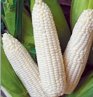 Animal feed Maize Grain Yellow Corn Feed Corn Maize at Low Cost Wholesale Europe.Non GMO Yellow and white Corn Maize. - Image 3