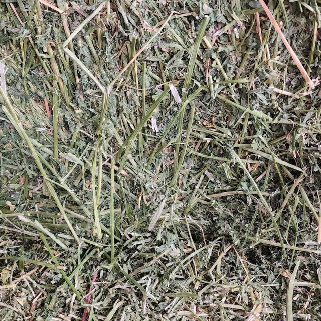 Timothy Hay Long Strand Fresh Grass For Livestock Nutrition And Pet Feeding Programs - Image 4