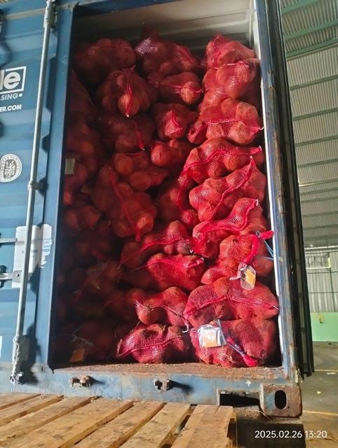 Semi Husked Coconut Grade Ab Origin Indonesia Oil Content High Moisture Content ≤ 13% Meat Thickness ≥ 12 Mm Shell Condition Hard, Uncracked, Intact - Image 3