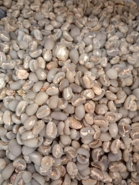 Robusta Coffe bean – product photo 1, product detail gallery