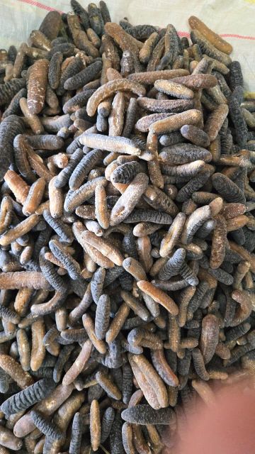 Sea cucumber - Image 2