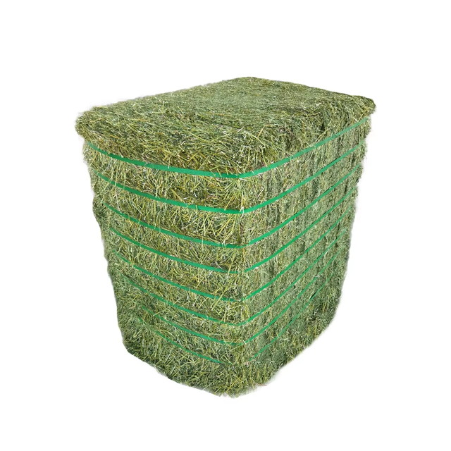 Fresh Green Alfalfa Hay Delivered Safely Alfalfa Hay Available In Large Quantities For Easy Handling - Image 3