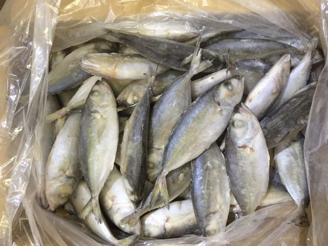 Top Selling Frozen Seafood Bigeye Scad From Vietnam Manufacture - Image 4