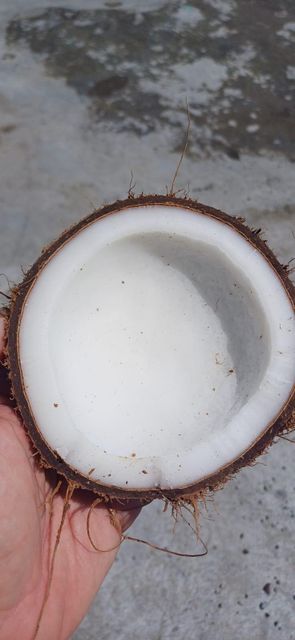 Semi Husked Coconut Grade A Origin Indonesia Packaging Nett Bags Specification Size 0,8KG Up - Image 4