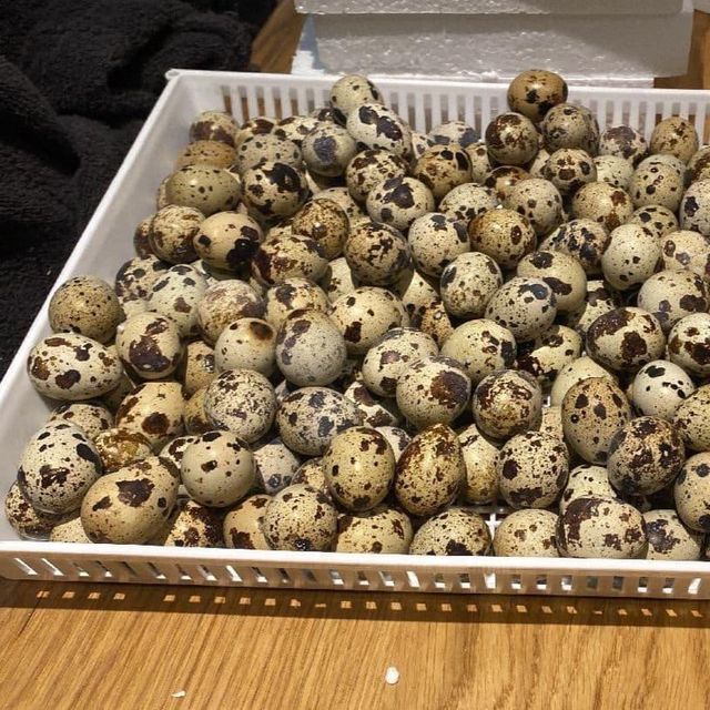 eggs - Image 3
