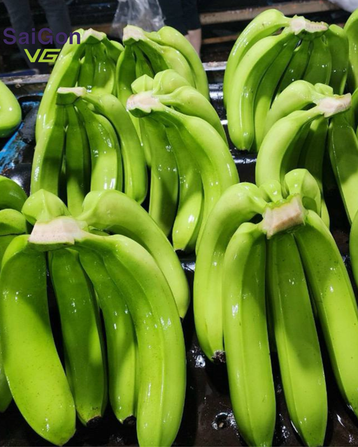 Fresh Green Cavendish Banana – Vietnam Export Quality Supplier - Image 4