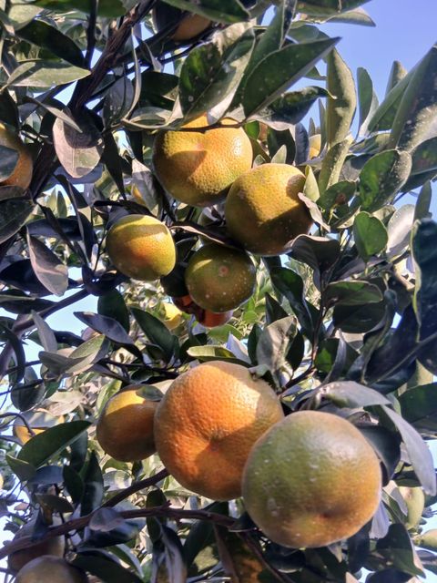 Citrus Seed Content Low Traceability Full Fruit Type Citrus Appearance Uniform Color T1, T2, T3, T4 Features Conventional - Image 3