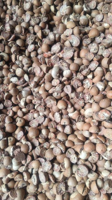 Betel Nut Split 90-95% - Image 1
