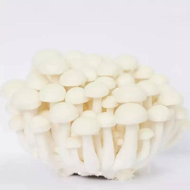 Professional and High-quality Canned Mushroom Plant +255787979234 - Image 4