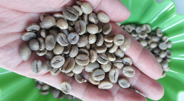 Coffee Beans Manufacturing Green Bean Commercial Arabica Robusta Coffee Beans Wholesale from Vietnam- WHATSAP 0084989322607 - Image 4