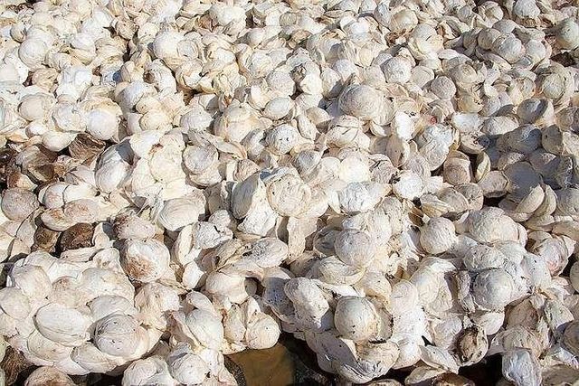Agriculture Cup Lump High Quality Natural Raw Rubber Medical Food Grade High Strength Molding Grade White - Image 4