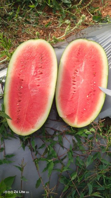 Watermelon - Image 1