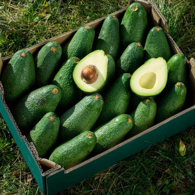 Fresh Avocado / Hass Avocado/Fuerte Avocado Fruit - Image 3