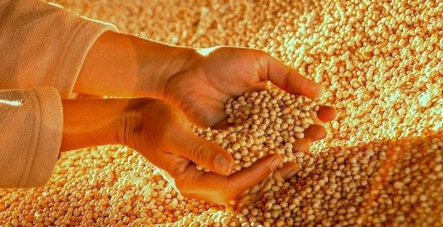 Gmo Soybean - Image 1