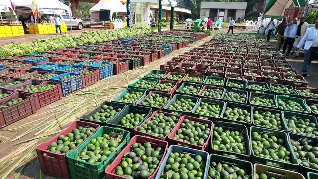 Hass Avocado - Image 2