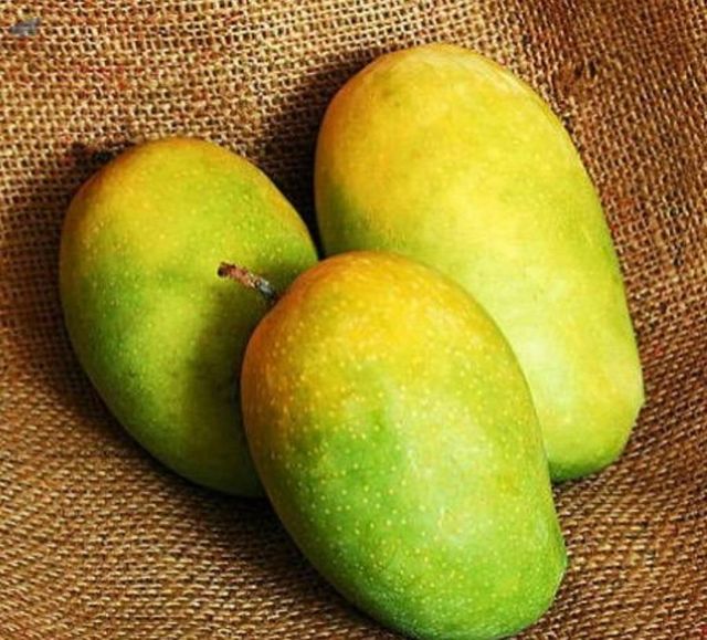 Export Quality Of Fresh Kesar Mangoes - Image 1