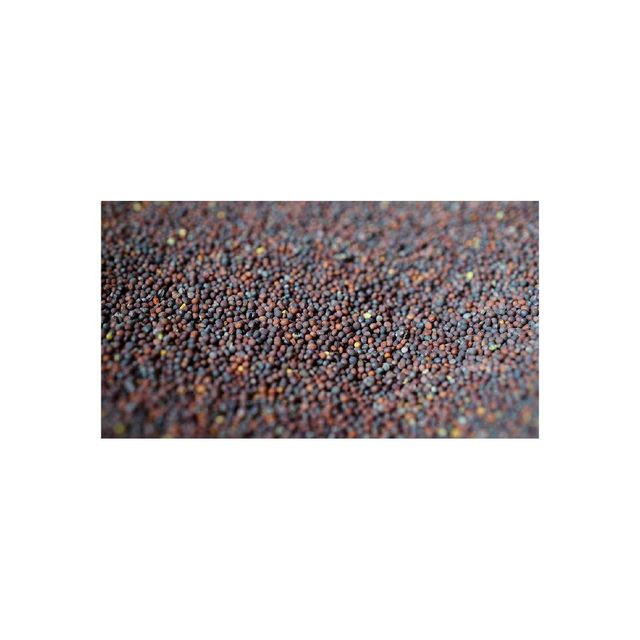 Clean and graded canola seeds offered in wholesale for oil mills and traders - Image 4