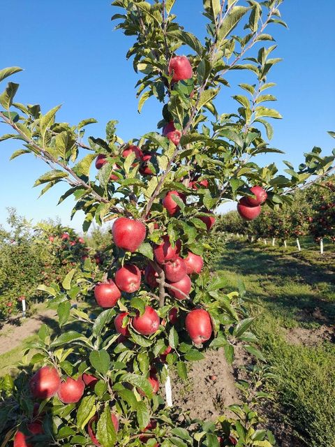 Fresh Apple Red Chief - Image 3