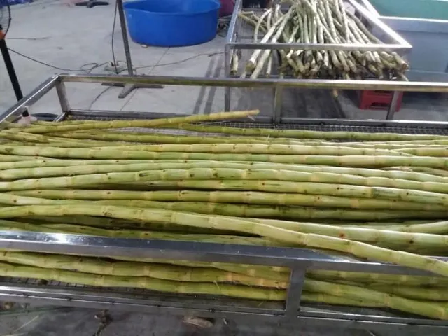 Vietnam Fresh Sugarcane Frozen for Exporting - Image 3