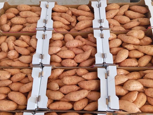 Sweet potatoes - Image 3