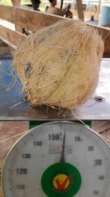 Semi-husked coconut – product photo 7, product detail gallery