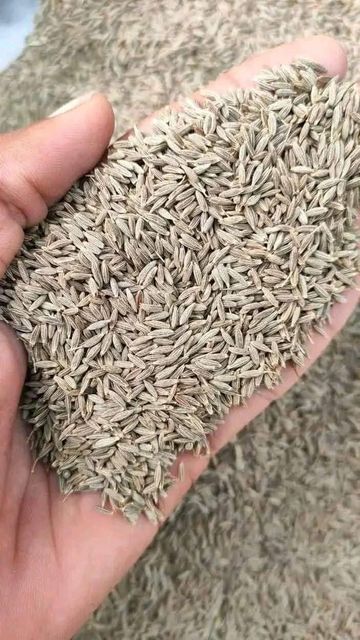 Cumin seeds - Image 1