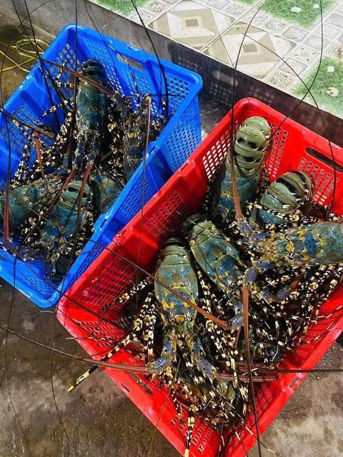 Fresh Live Lobsters Naturally Active Seafood Selection Featuring Excellent Texture Fresh Taste And Bulk Supply - Image 1