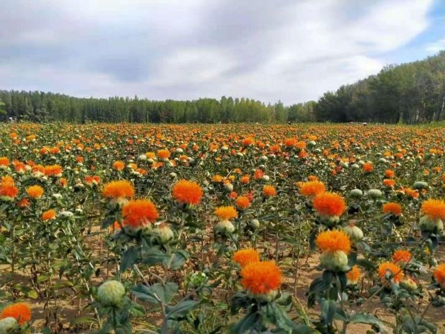 herbs - Image 5