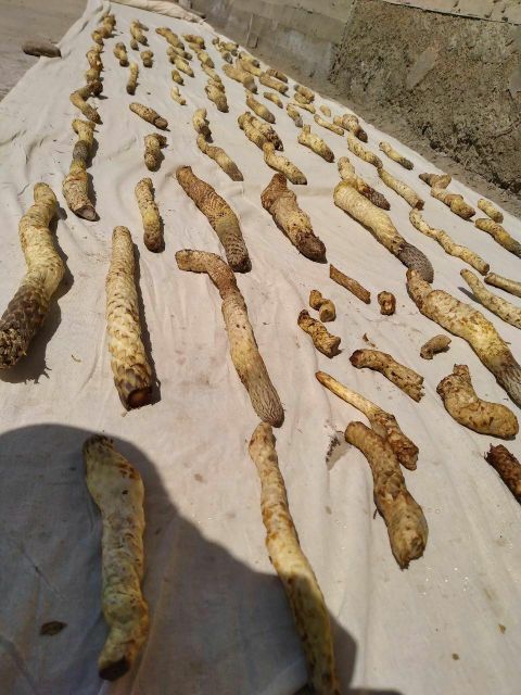 herbs - Image 3