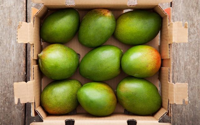 Organic Style Fresh KEITT MANGOS Rich Flavor Juicy Texture Ideal For Supermarket Distribution And Fruit Shops - Image 1