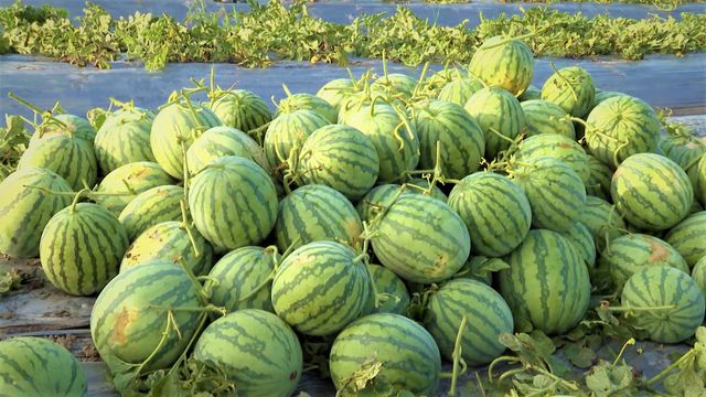 Vietnam Seedless Watermelon Fruit Competitive Price Bulk Quantity For Sale - Image 5