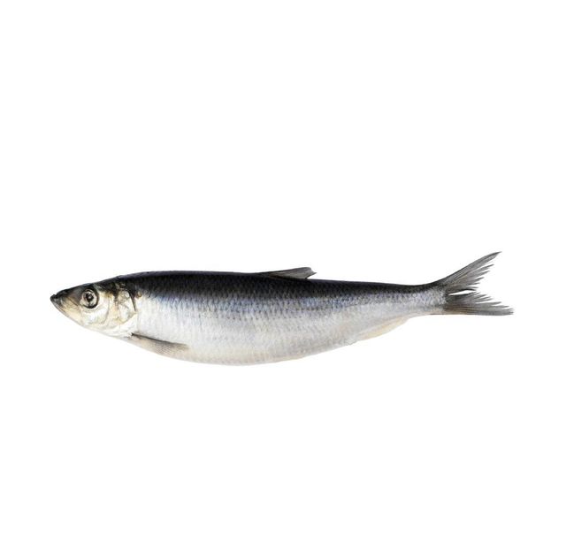 Premium Quality Frozen Herring Fish tilapia fish Frozen Fish Cut Other Degree of Processing Other Freshness Level Fresh, Frozen - Image 4