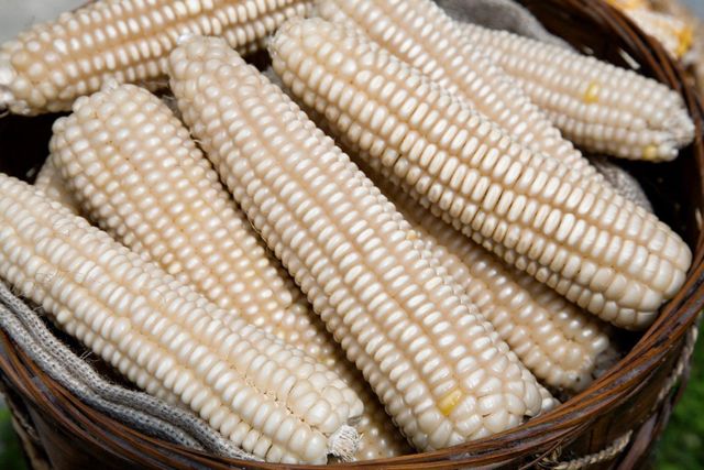 Wholesale Price White Corn High Quality White Maize Corn for Animal Feed Supplier - Image 4