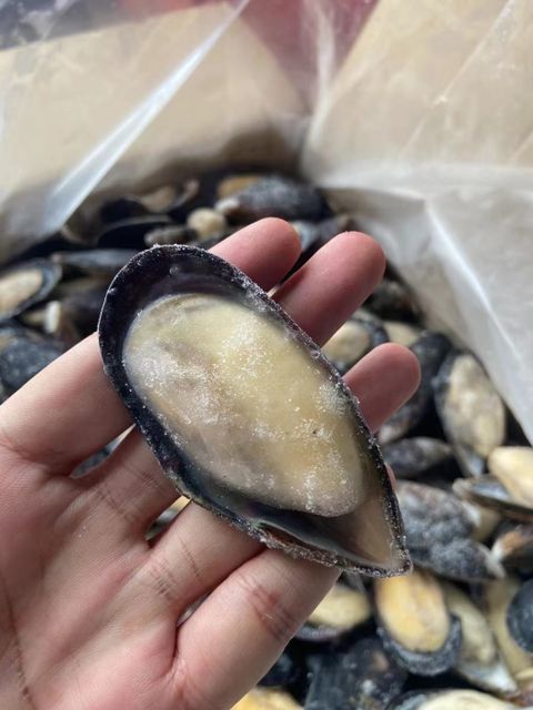 High Quality Import Shellfish Mussels Blue Mussels Meat Frozen Half Shell Mussel - Image 5