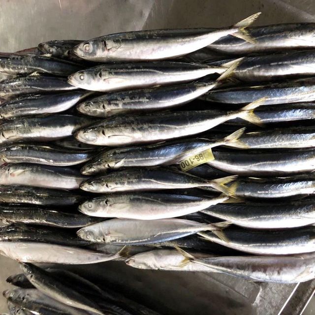 Frozen Tuna Fish Premium Seafood Resource With Outstanding Nutritional Composition And Dependable Cold Handling - Image 4