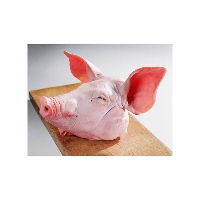 Wholesale High Quality Products Mussels Supply Poultry Meat Sale Pig Frozen Pork Head Bones In Brazil Brazil Frozen Pork Head for sale Factory Price Frozen Pork Head Meat for Sale FOR AFFORDABLE PRICES - Image 5