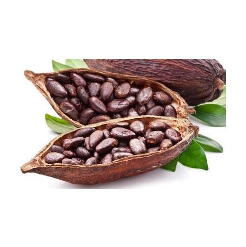 Quality Dried Cacao Beans / Cocoa- Beans Grade A Type Cocoa bean Max. Moisture (%) - Image 1