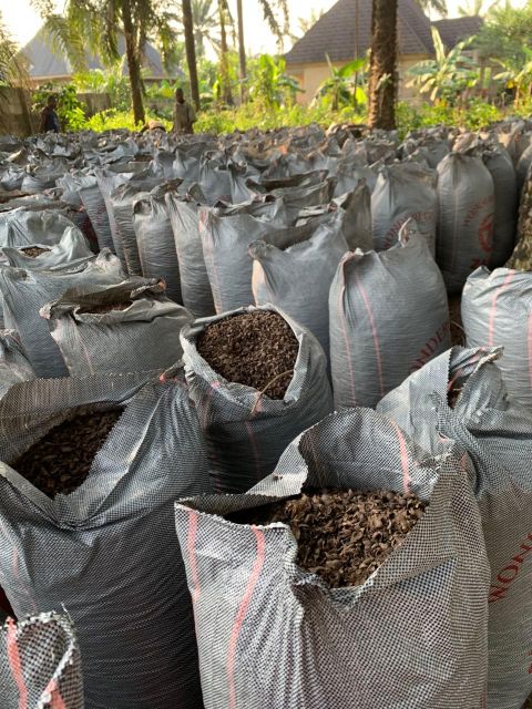 Palm kernel shell - Image 1