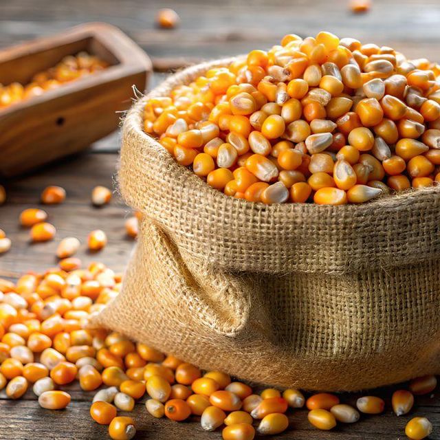 Yellow Corn, Yellow Corn, Yellow Corn, Yellow Corn, Yellow Corn - Image 3