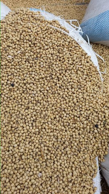 Soybeans - Image 1