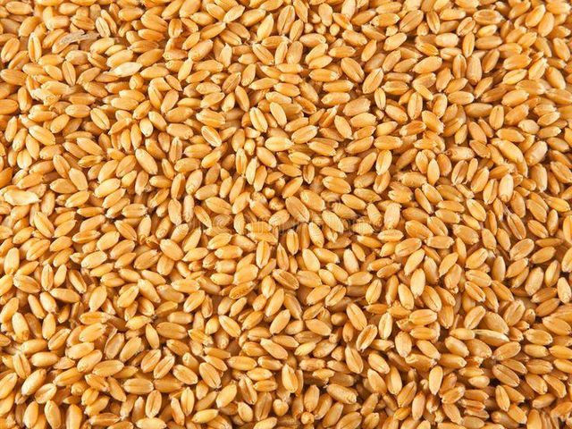 Wheat - Image 2