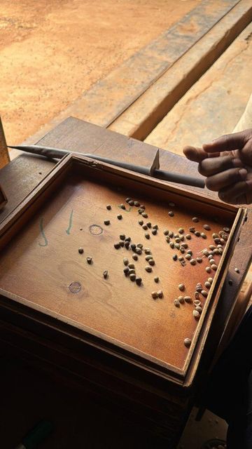 Premium Ugandan Coffee Beans – product photo 4, product detail gallery