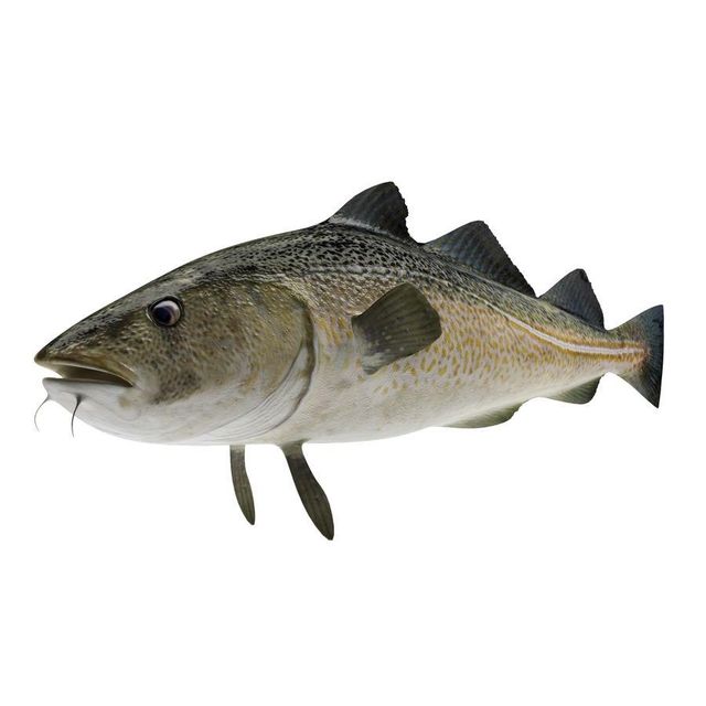 Frozen Cod Fish Select Catch Processed For Bulk Export Demand With Superior Texture And Clean White Meat Quality - Image 4