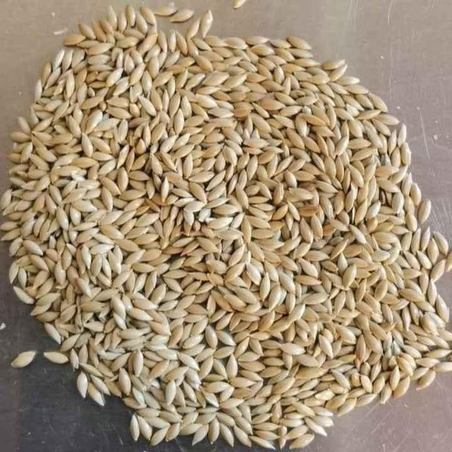 High-Quality Bulk Canary Seed for Bird Feed – 100% Natural, Cleaned, Export Grade Canary Seeds for Pet Food Production, Wild Bird Feeding, Agricultural Wholesale, Bird Seed Mixes, Private Label Packaging, Competitive Global Supplier with Reliable Shipping - Image 3